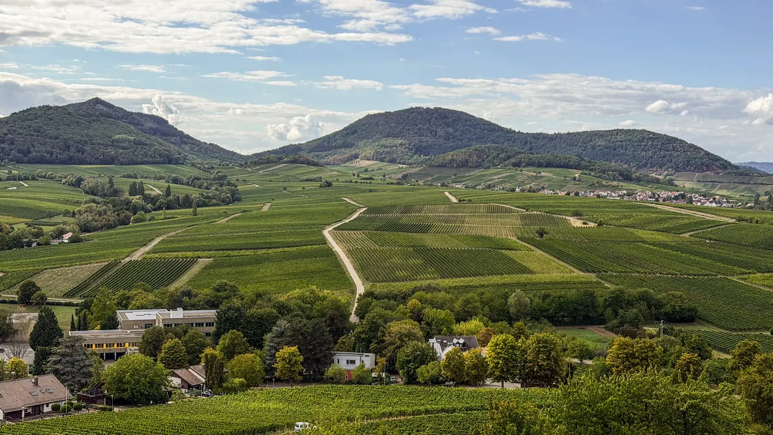 Weinberge vor den bewaldeten Hügeln des Pfälzerwaldes